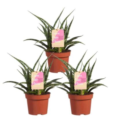 3x Sanseveria Fernwood Punk - Vrouwentong ↕30cm