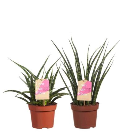 2x Sanseveria Fernwood duo - Vrouwentong ↕40cm