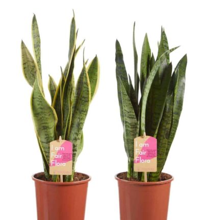 Sanseveria Classic duo - Vrouwentong ↕50cm