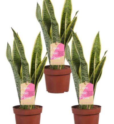 3x Sanseveria laurentii - Vrouwentong ↕40cm