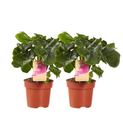 2x Philodendron Atom - Philodendron ↕40cm