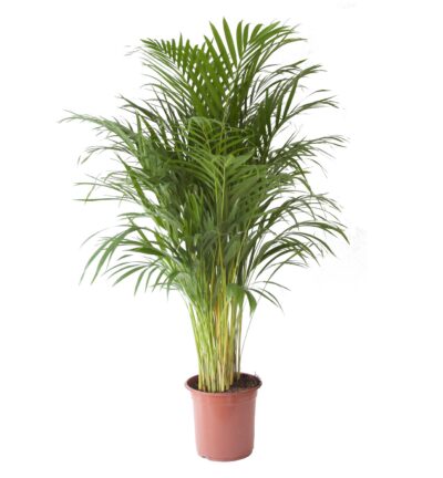Areca Dypsis Lutescens - Goudpalm ↕125cm