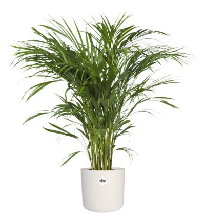 Areca Dypsis Lutescens in ® ELHO soft sierpot - Goudpalm ↕100cm