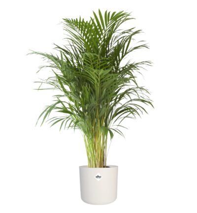 Areca Dypsis Lutescens in ® ELHO soft sierpot - Goudpalm 125cm