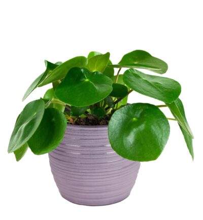 2x Pilea Peperomioides - Pannenkoekenplant ↕20cm
