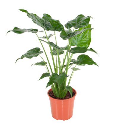 Alocasia Cucullata - Olifantsoor ↕100cm