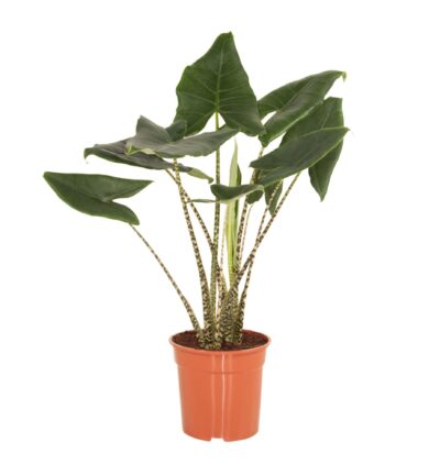 Alocasia Zebrina - Olifantsoor ↕100cm
