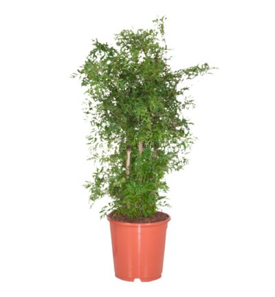 Polyscias Ming - Aralia ↕100cm