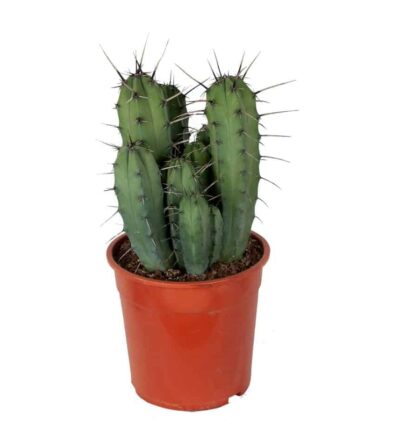 Myrtillocactus geometrizans - Blauwe Kaars ↕50cm