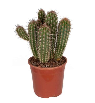 Pilosocereus gounellei - Zuilcactus ↕50cm