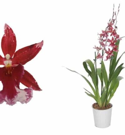 Cambria Barrocco Red 3 tak - Orchidee ↕60cm