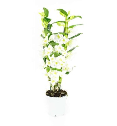 Dendrobium Nobile  Apollon 2 tak - Orchidee ↕60cm