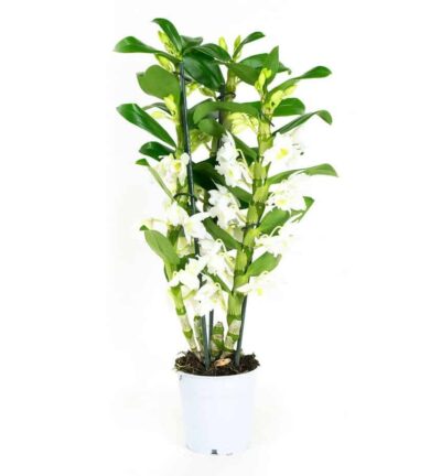 Dendrobium Nobile  Apollon 3 tak - Orchidee ↕50cm