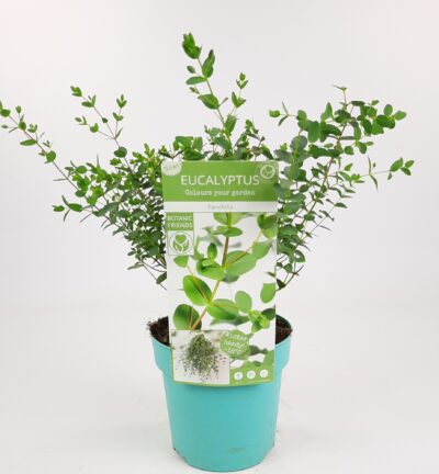 Eucalyptus parvifolia - Gomboom