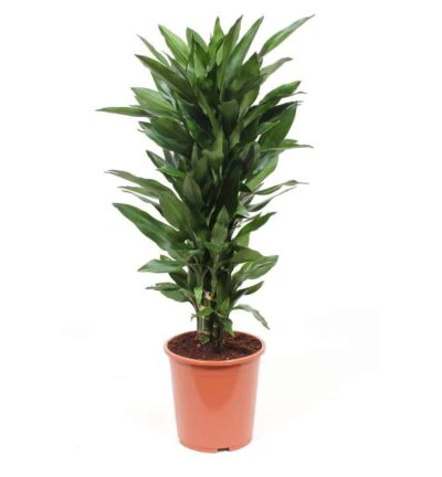 Dracaena Janet Lind - Drakenbloedboom ↕100cm