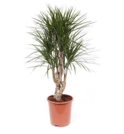 Dracaena Marginata - Drakenbloedboom ↕100cm