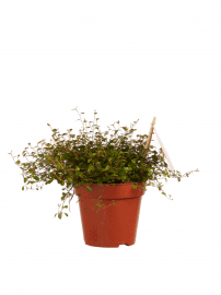 Muehlenbeckia - Haarmos ↕20cm