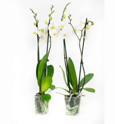 2x Phalaenopsis Springtime - Vlinderorchidee ↕60cm
