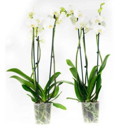 2x Phalaenopsis wit - Vlinderorchidee ↕60cm