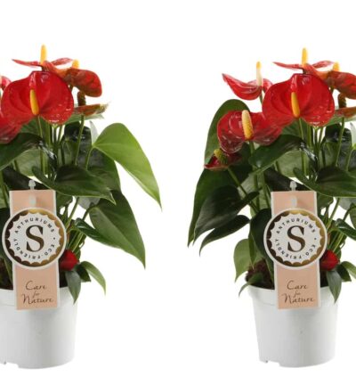 Duo Anthurium "Red Champion" - Flamingoplant ↕20cm