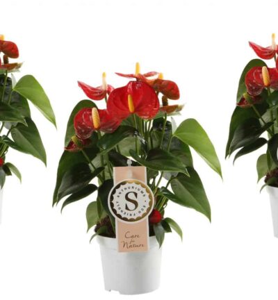 Trio Anthurium "Red Champion" - Flamingoplant ↕30cm