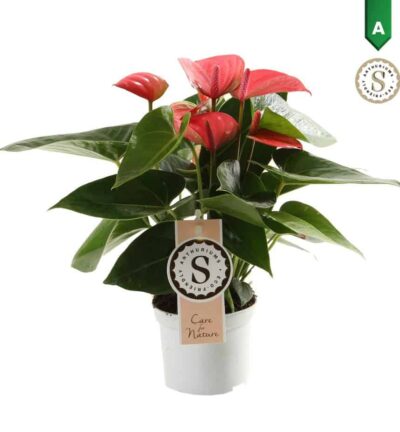 Anthurium "Pink Champion" - Flamingoplant ↕30cm