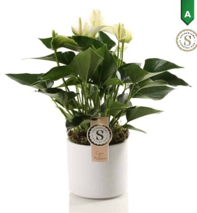 Anthurium White in Bari Keramiek - Flamingoplant ↕40cm
