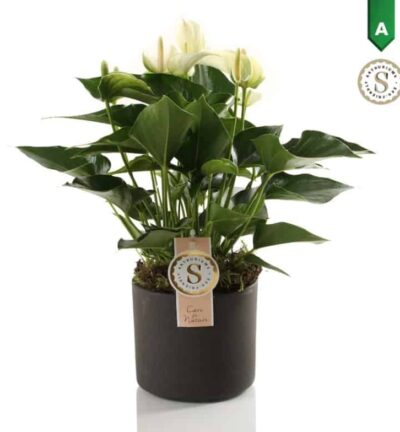 Anthurium White in Bari Keramiek Grey - Flamingoplant ↕40cm