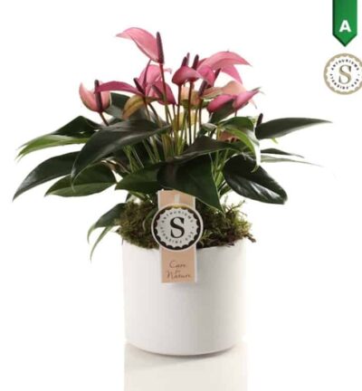 Anthurium Zizou in Bari Keramiek White - Flamingoplant ↕40cm