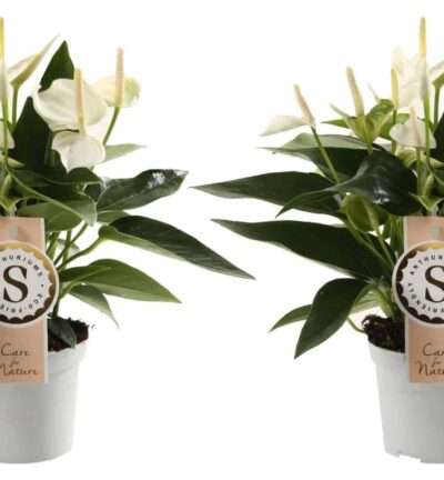 Duo Anthurium "White Champion" - Flamingoplant ↕30cm