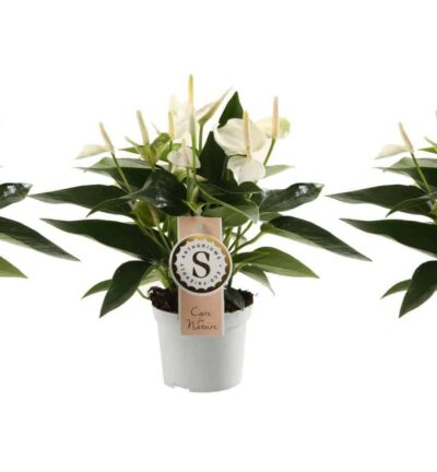 Trio Anthurium "White Champion" - Flamingoplant ↕30cm