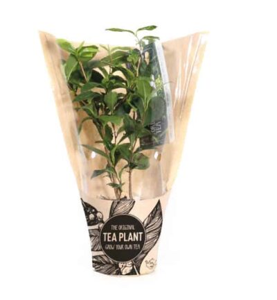 Camellia sinensis in vensterhoes - Thee plant