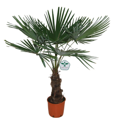 Trachycarpus Fortuneii