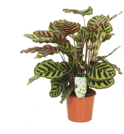 Calathea Makoyana P17 H65