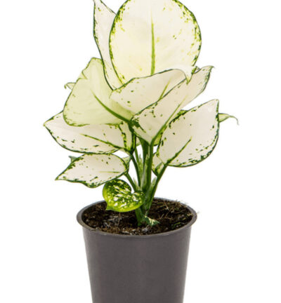 Aglaonema 'White Joy' P12 H25