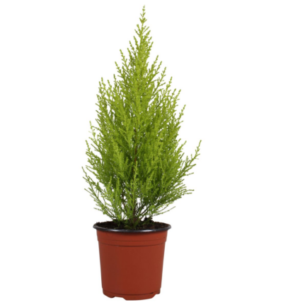 Cupressus macrocarpa 'Goldcrest Wilma'