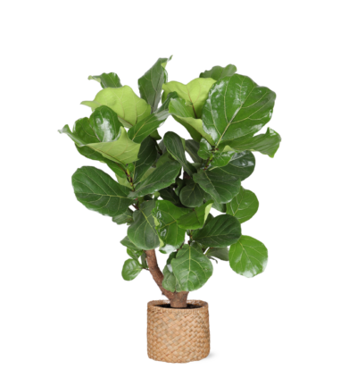 Pot - Boule - Ø28cm