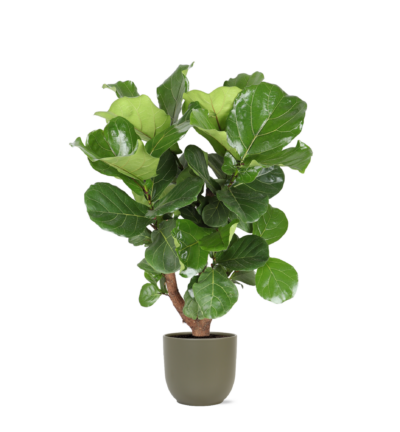 Pot - Boule - Ø31cm