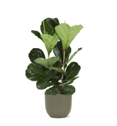 Mand - Albury - Ø26cm