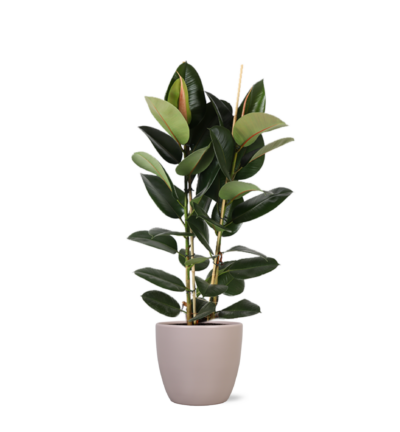 Ficus Lyrata (vertakt) Ø27cm ↕130cm