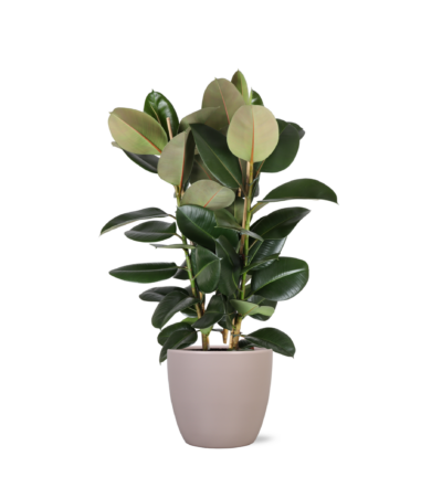 Ficus Lyrata - Ø27cm - ↕140cm