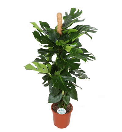 Strelitzia Nicolai - Ø24cm - ↕120cm