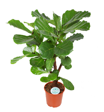 Monstera Deliciosa MOSSTOK Ø27cm ↕150cm in Albury BLACK print mand