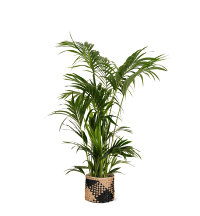 Strelitzia Nicolai - Ø21cm - ↕80cm