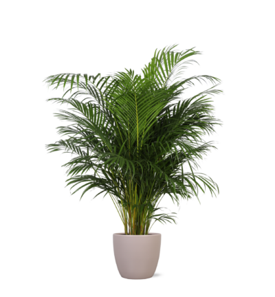 Ficus Lyrata - Ø24cm - ↕120cm