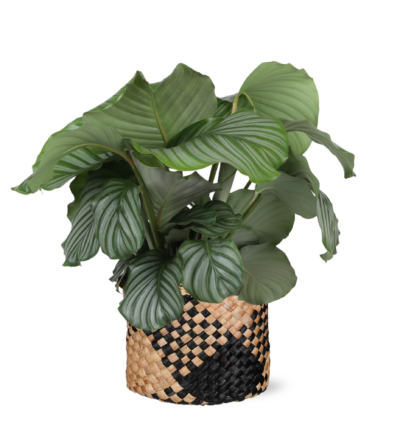 Dracaena Lemon Lime Ø21cm - ↕65cm