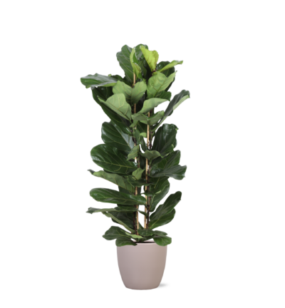 Pot - Vibes - Ø25cm