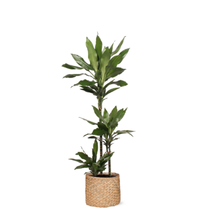 Ficus Elastica Robusta - Ø21cm - ↕90cm