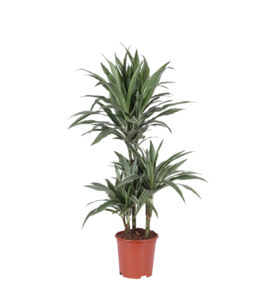 Ficus Elastica Robusta Ø27cm - ↕115cm