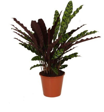 Calathea Insigne P17 H60